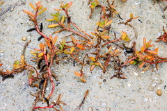 Hemichroa pentandra