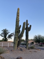 Carnegiea gigantea