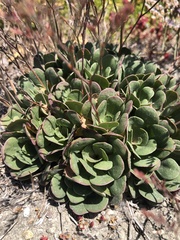 Limonium duriusculum