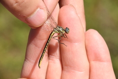 Phanogomphus hodgesi