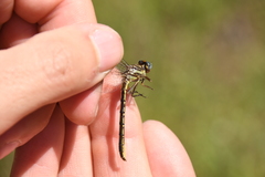 Phanogomphus hodgesi