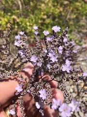 Limonium duriusculum