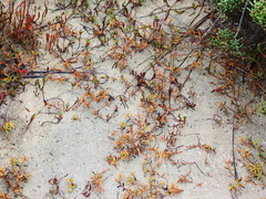 Hemichroa pentandra