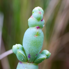 Salicornia blackiana