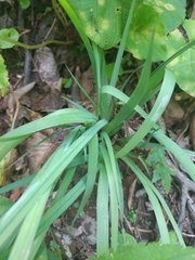 Sisyrinchium dichotomum