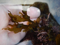 Dictyopteris undulata