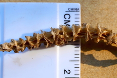 Salicornia blackiana