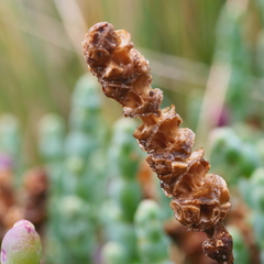 Salicornia blackiana