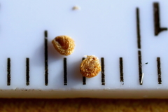 Salicornia blackiana