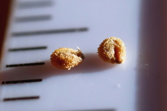 Salicornia blackiana