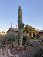 Carnegiea gigantea
