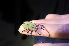 Dicronocephalus bowringi