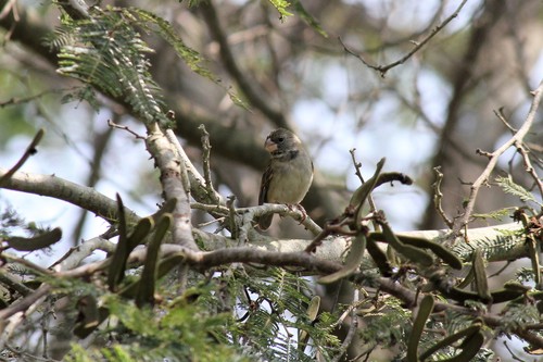 Parrot-billed Seedeater (Sporophila peruviana), photo 5