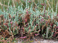 Salicornia blackiana