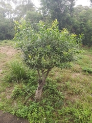 Acacia confusa