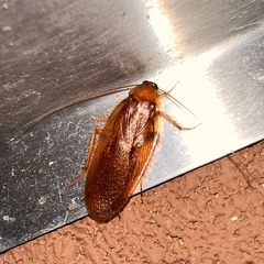 Parcoblatta virginica