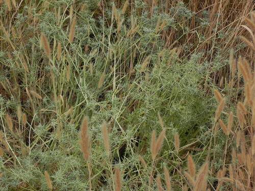 California eryngo (Eryngium aristulatum)