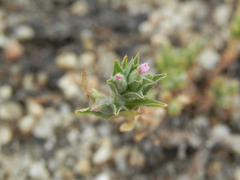 Epilobium campestre