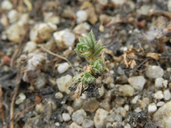 Epilobium campestre