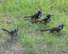 Phylidonyris novaehollandiae