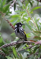 Phylidonyris novaehollandiae