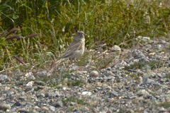 Geositta cunicularia