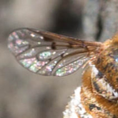 Lepidanthrax oribates