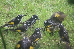 Phylidonyris novaehollandiae