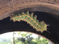 Saturnia pyretorum