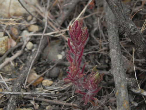Image of Dicranostegia orcuttiana by (c) James C. Davis, some rights reserved (CC BY-SA)