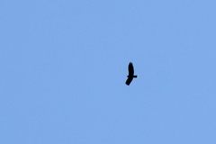 Buteo albonotatus
