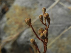 Amblyopappus pusillus