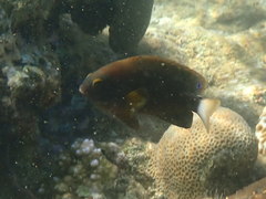 Pomacentrus chrysurus