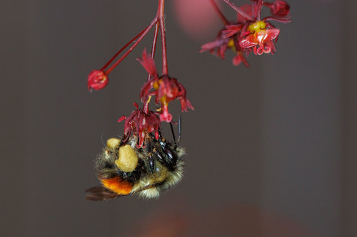 Black-tailed Bumble Bee photo 6