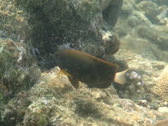 Pomacentrus chrysurus