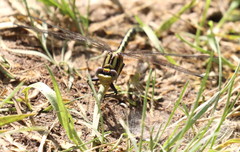 Gomphurus