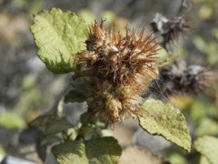 Ambrosia chenopodiifolia