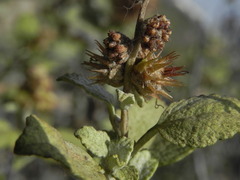 Ambrosia chenopodiifolia