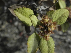 Ambrosia chenopodiifolia