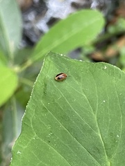 Prionocyphon limbatus