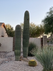 Carnegiea gigantea