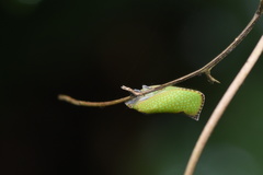 Salurnis marginella