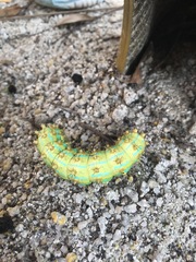 Saturnia pyretorum