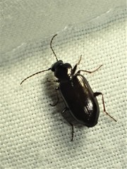 Sericoda obsoleta