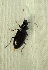 Sericoda obsoleta