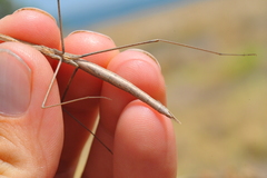 Paramusonia cubensis