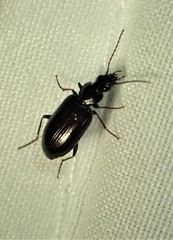 Sericoda obsoleta