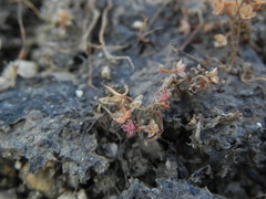 Crassula aquatica