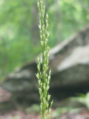 Sphenopholis intermedia