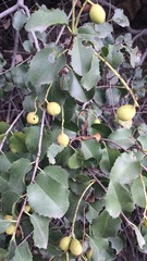 Prunus ilicifolia ilicifolia